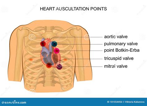 Auscultation Stock Illustrations Vecteurs Clipart 491 Stock