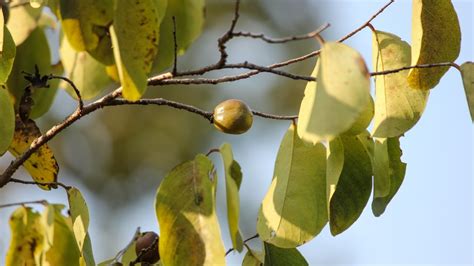 How to grow soap nut tree? - About Tree