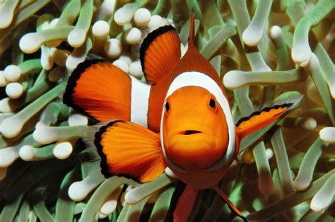 Clownfish In Puerto Galera Philippines Jigsaw Puzzle In Under The Sea