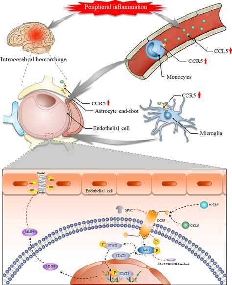 Diagram Showing That Severe Peripheral Inflammation Increases Ccr5 Download Scientific Diagram