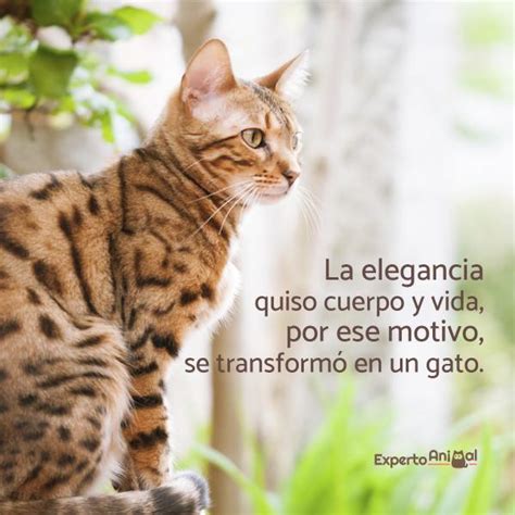 Frases De Gatos ¡más De 60 Ideas Para Inspirarte