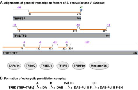 Comparisons Of General Transcription Factors Of Yeast S Cerevisiae