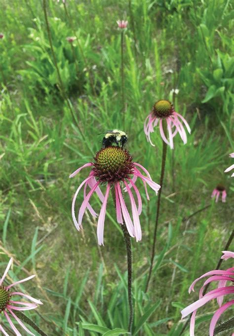 Pale Purple Coneflower Johnsons Nursery Kb