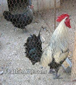 Denizli Fowl