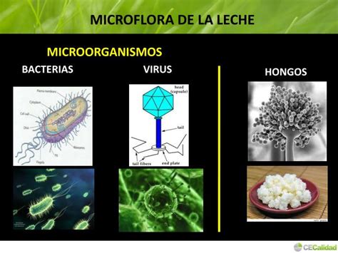 PPT MICROBIOLOGÍA INDUSTRIAL DE PRODUCTOS LÁCTEOS PowerPoint