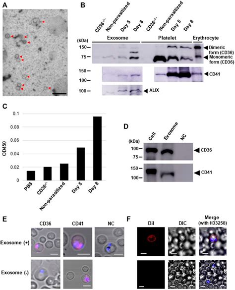 Frontiers Malaria Parasites Hijack Host Receptors From Exosomes To