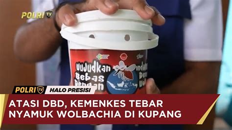 ATASI DBD KEMENKES TEBAR NYAMUK WOLBACHIA DI KUPANG YouTube