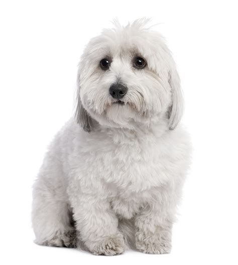 Combibreed Coton De Tulear Zoolyx