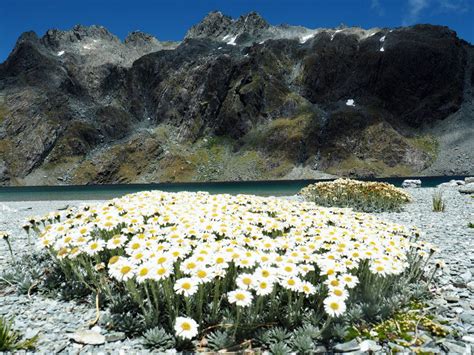 Alpine flowers in New Zealand