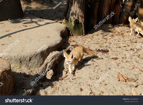 Fennec Fox Surveying Around His Home Stock Photo Edit Now 1443948302