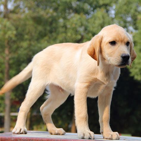 纯种拉布拉多犬幼犬狗狗出售 宠物拉布拉多犬可支付宝交易 拉布拉多犬 编号10082307 宝贝它