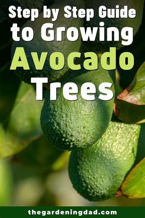 Easy Tips To Growing Avocado In Pots The Gardening Dad Grow