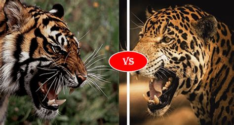 Bengal Tiger vs Jaguar Fight comparison, who will win?