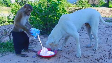 Great Job Sokyaa Giving Milk To Og During Much Hungry Youtube