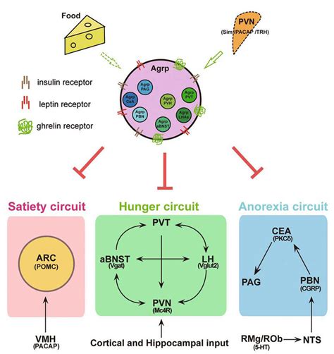 The Hypothalamic Feeding Circuit The Hypothalamic Feeding Circuit