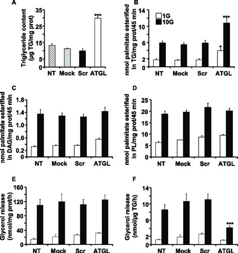 Knockdown Of Atgl Expression In Ins Cells Increases Fa