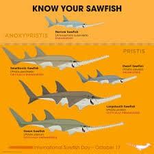 Sawfish: Characteristics, habitat, reproduction and more....