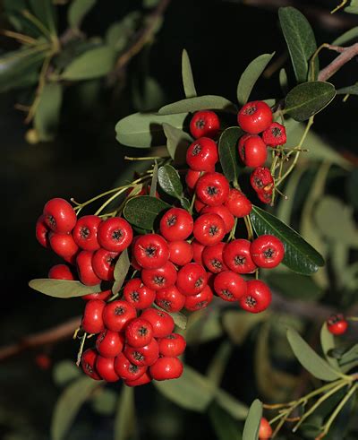 Firethorn (Pyracantha) Berries – The Firefly Forest