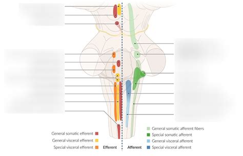 Cranial Nerve Nuclei Diagram Quizlet