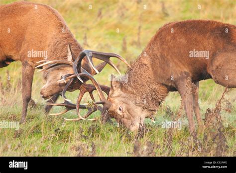 British Red Deer Stags Hi Res Stock Photography And Images Alamy