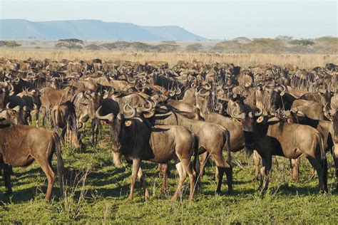 7 Days Serengeti Migration Safari Nature Horizons