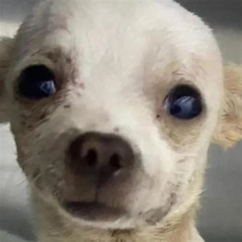 Muri Pinky El Perrito Chihuahua Herido Que Defendi Su Casa De