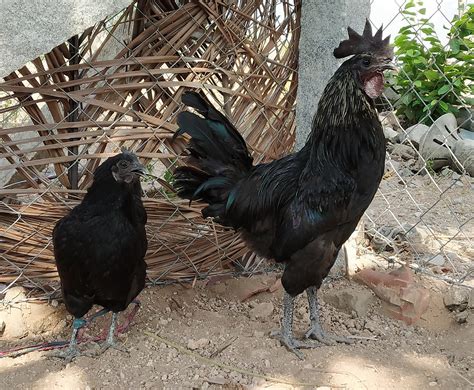 7 Impressive Kadaknath Chicken Benefits