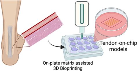 Writing 3D In Vitro Models Of Human Tendon Within A Biomimetic