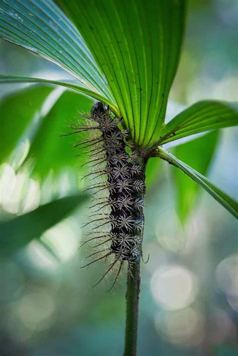 Do Caterpillars Bite or Sting? Prevention and Treatment Tips