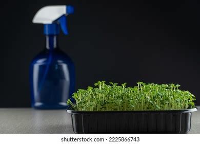 86 Mustard Seeds Spraying Images, Stock Photos, 3D objects, & Vectors | Shutterstock