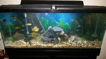 African cichlids with brackish water fish? | African Cichlid Forum | 205053