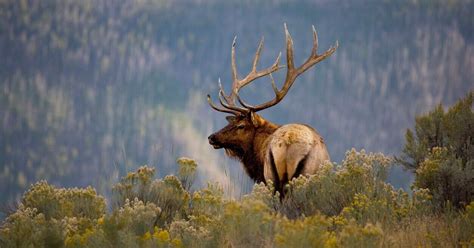 Massive Bull Elk Rescued In Colorado After Getting Cable Wrapped Around