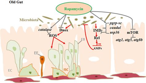 Rapamycin Slows Down Gut Aging Aging