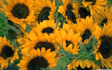 Sunflower Laptop Wallpapers 4k Hd Sunflower Laptop Backgrounds On Wallpaperbat