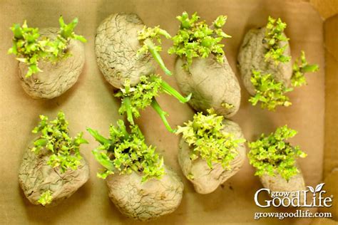 chitting potatoes    head start