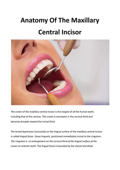 Anatomy Of The Maxillary Central Incisor by Dominic Thorncroft - Issuu