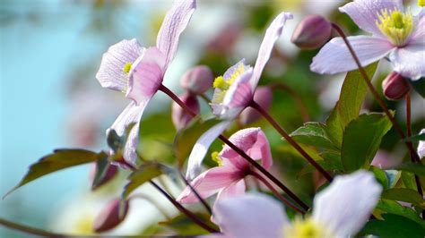 Hermosas flores con fondos de pantalla de alta definición de rocío 17