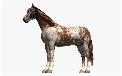 Pinto Horse