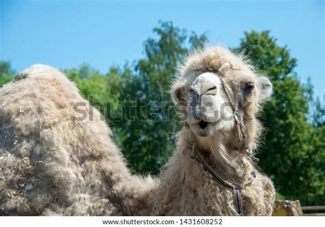 Closeup Camels Nose Mouth Nostrils Closed Stock Photo 1431608252