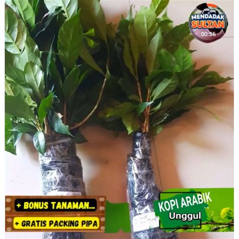 Jual Pohon Bibit Arabika Ateng Super Unggul Siap Tanam Shopee