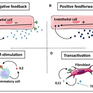 Cellular Physiology Of Autocrine Signaling Autocrine Signaling Can