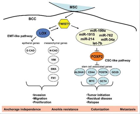 Full Article Silencing Foxp2 In Breast Cancer Cells Promotes Cancer