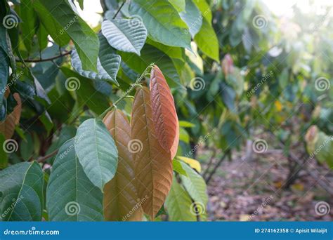 Cocoa Plants In Nature Background Stock Photo Image Of Fruit