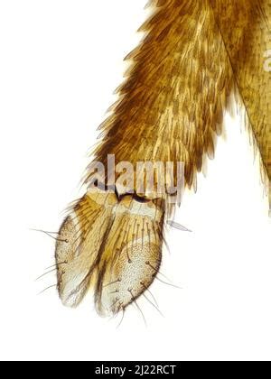 Mosquito proboscis detail. Optical microscope X 100 Stock Photo - Alamy