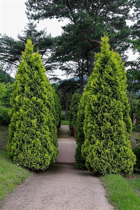 Cypress Golden Fern Landscape - Free photo on Pixabay - Pixabay