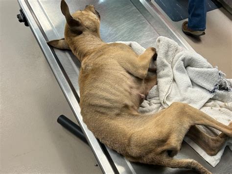 4 Starving Dogs Found In Nj Woods Need Homes Now Says Local Shelter