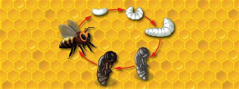 La Metamorfosis De Una Abeja C Mo Nacen Las Abejas Apicoltura Laterza