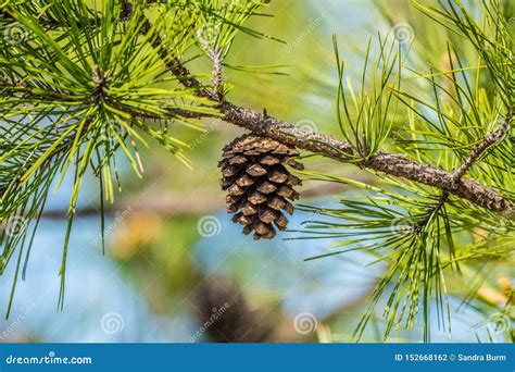 Pine Cone Hanging On A Branch Stock Photo Image Of Ecology Hanging