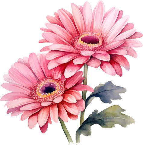 Gerbera Daisies Flowers Watercolor Ai Generate 25860358 PNG