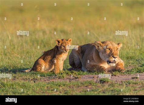 African Lion Panthera Leo Lioness With Cub Masai Mara National